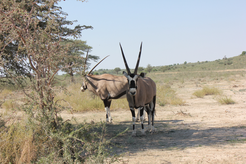 Gemsbok in South Africa