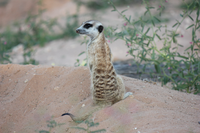 Meerkat in South Africa