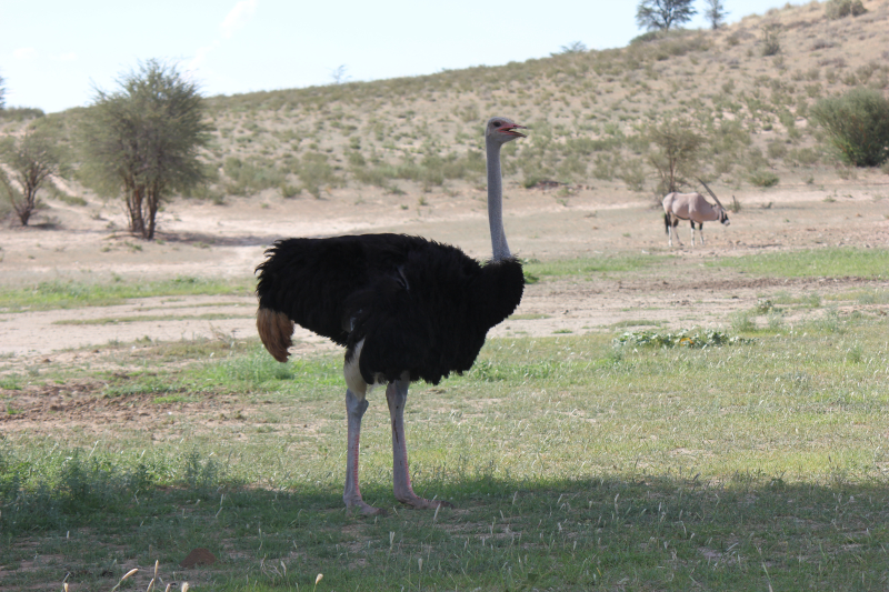 Ostrich in South Africa