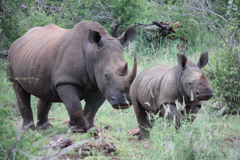 Rhinoceros in South Africa