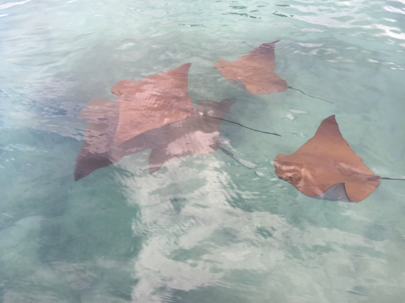 Stingrays in The Galapagos Islands