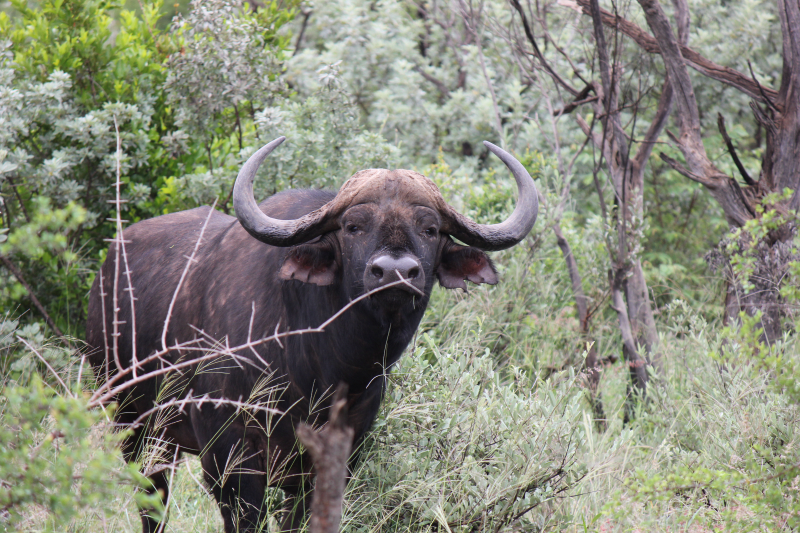 Water Buffalo in South Africa