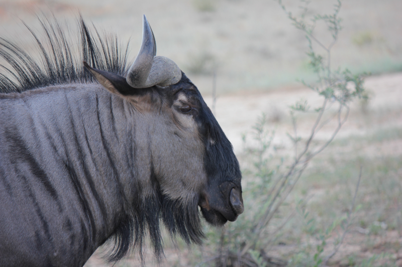 Wildebeest in South Africa